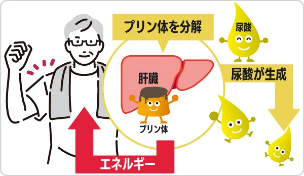 プリン体が分解されエネルギーに。その過程で尿酸が生成される。