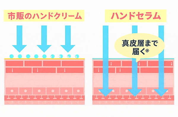 ハンドセラムなら真皮に届く